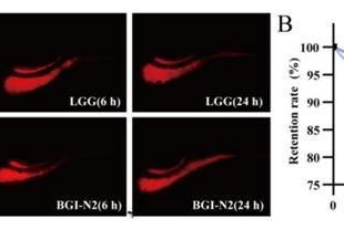 华大益生菌 BGI-N2：肠道“助推器”开启便秘舒缓新征程 