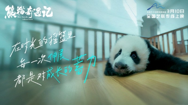 纪实电影《熊猫奇遇记》暖心定档，3月10日解锁国宝全生命周期密码 