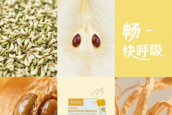 肠肺协同，共护健康：自然阳光畅逸槐米乳酪杆菌以三重机制应对呼吸挑战 