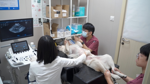 践行专业医疗向善，新瑞鹏深度参与「猫咪存钱罐计划×润比邻」公益行动 