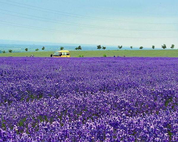 春天看花，认准这十大最美花海 