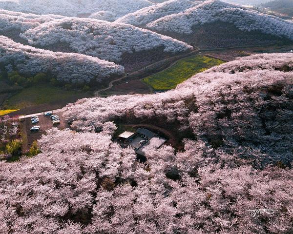 春天看花，认准这十大最美花海 