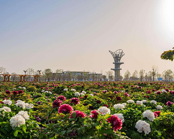 春天看花，认准这十大最美花海 