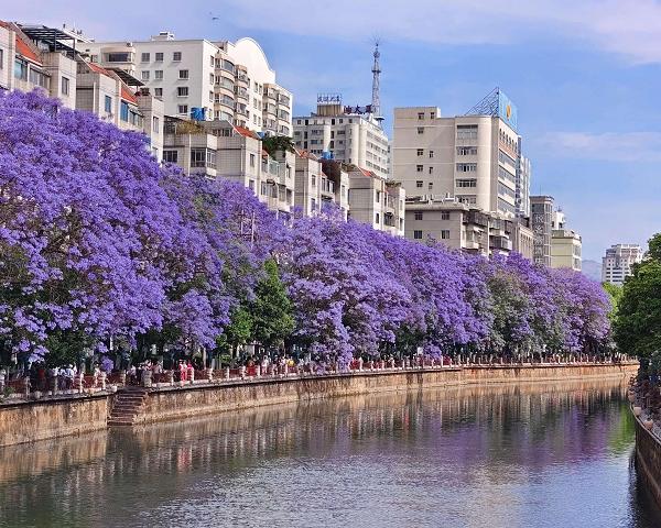 春天看花，认准这十大最美花海 