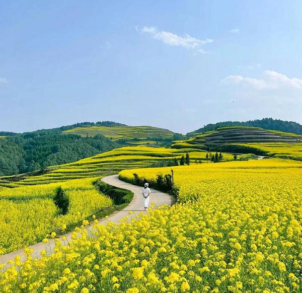 春天看花，认准这十大最美花海 