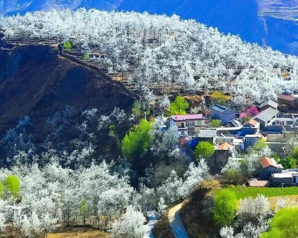 春天看花，认准这十大最美花海 