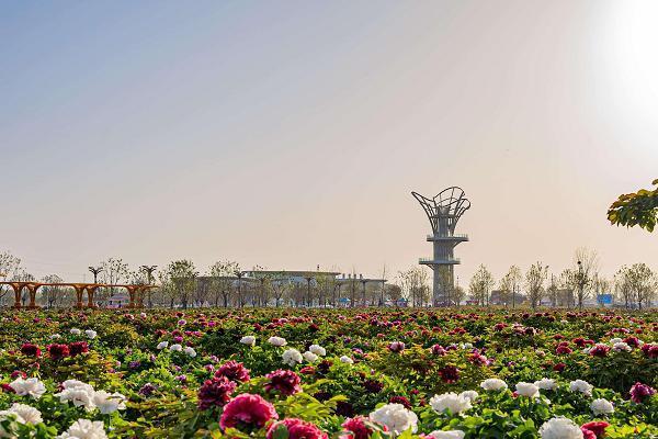 春天看花，认准这十大最美花海 