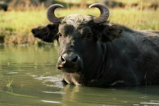 从产品力到口碑——百菲乳业的水牛奶发展之路 