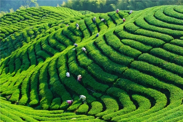 供销两旺“炒”醒春天，顺丰春茶专机率“鲜”启航