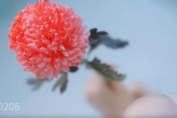 曹西西《傲慢与偏见》全球发行，音乐与影像共诉爱之篇章 