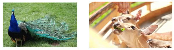 邵东怡卉奇幻世界焕新亮相 打造湖南短途文旅新标杆 