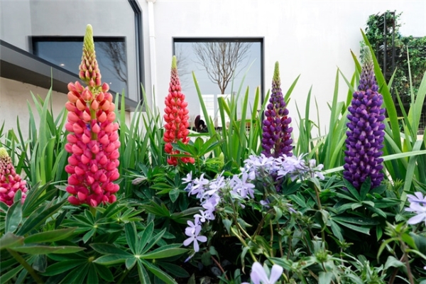 春花盛放｜佳能微单镜头搭配攻略，多场景春日氛围全覆盖  