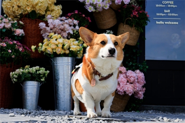 春花盛放｜佳能微单镜头搭配攻略，多场景春日氛围全覆盖  