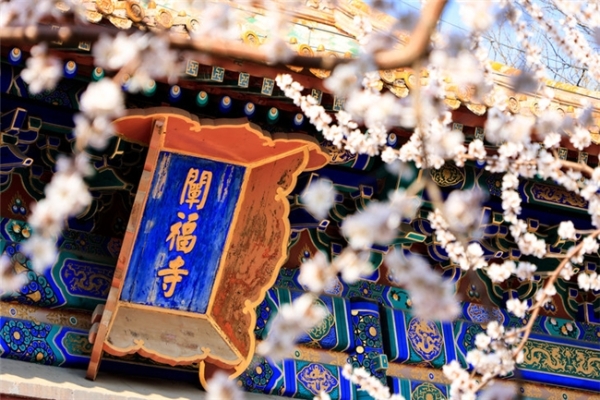 春花盛放｜佳能微单镜头搭配攻略，多场景春日氛围全覆盖  