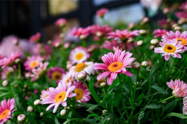 春花盛放｜佳能微单镜头搭配攻略，多场景春日氛围全覆盖  