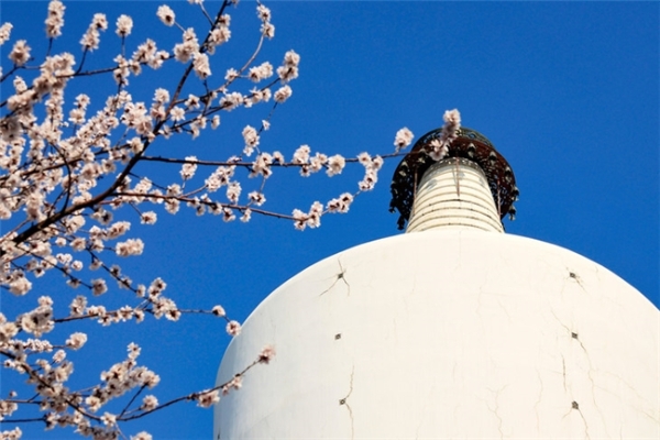 春花盛放｜佳能微单镜头搭配攻略，多场景春日氛围全覆盖  