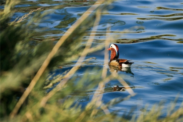 春花盛放｜佳能微单镜头搭配攻略，多场景春日氛围全覆盖  