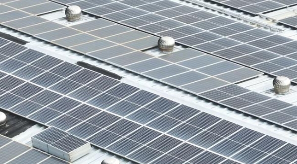 璀璨浦东，“桃”你欢喜——思乐得桃花节分会场，邀您看三朵别样的桃花！ 