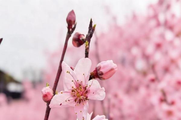 璀璨浦东，“桃”你欢喜——思乐得桃花节分会场，邀您看三朵别样的桃花！ 