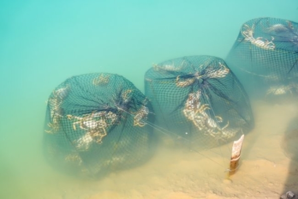 “苏状元1号”国蟹芯种工程首发：以科技育好蟹，好品质更安心！ 