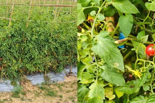 包圆80亩，400颗中出一颗！京东生鲜电白千禧12°小番茄来了！ 