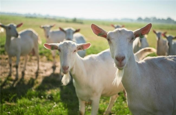 调理肠胃最好的奶粉排名前十怎么选？高适配奶粉合集 