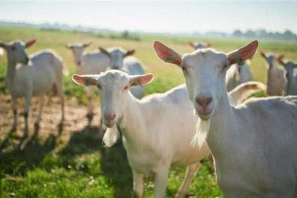 调理肠胃最好的奶粉排名前十怎么选？高适配奶粉合集 