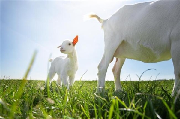 母乳转奶粉推荐什么牌子？照着这份清单选准没错 