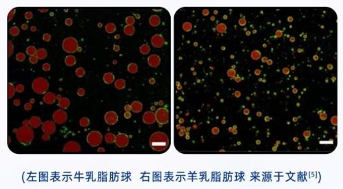 新手妈妈别焦虑！这份“对肠胃好的奶粉排行榜”帮你避开喂养雷区 