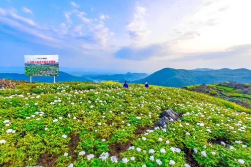 六味地黄丸六大药材GAP“全满贯”！仲景宛西制药 