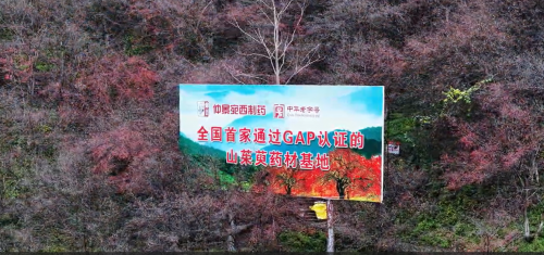 六味地黄丸六大药材GAP“全满贯”！仲景宛西制药 