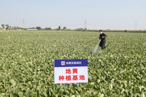 六味地黄丸六大药材GAP“全满贯”！仲景宛西制药 