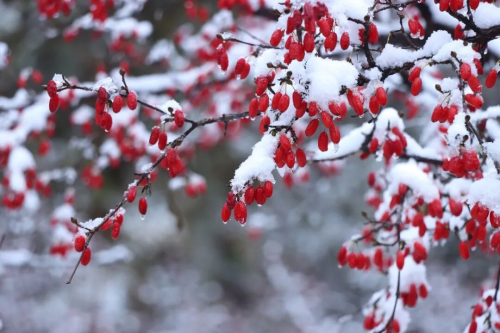 六味地黄丸六大药材GAP“全满贯”！仲景宛西制药 