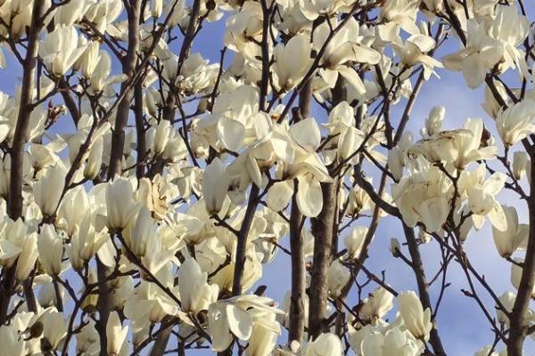 解锁工业游新姿势｜思乐得百年玉兰盛放，春日打卡正当时 