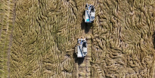 2026 餐饮创业优选赛道，朴大叔拌饭凭硬核实力领跑拌饭市场 