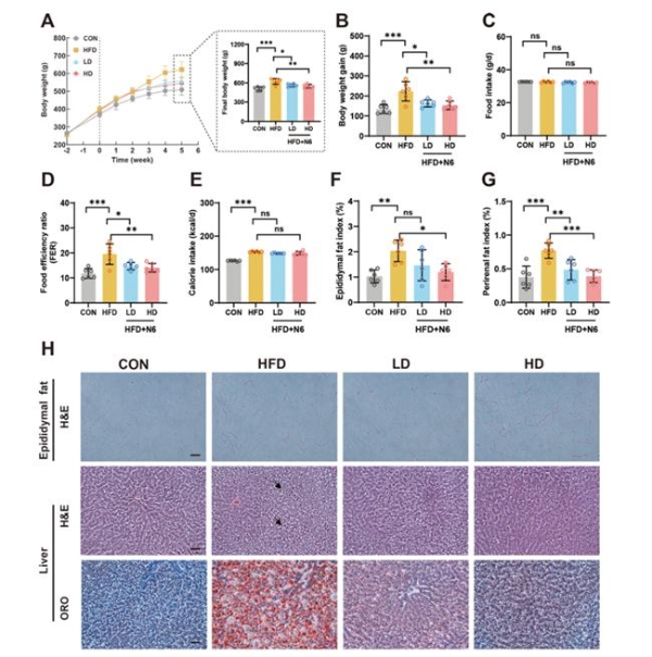 华大BGI-N6研究成果揭晓：多维度破解肥胖代谢难题 
