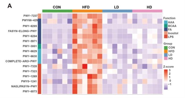 华大BGI-N6研究成果揭晓：多维度破解肥胖代谢难题 