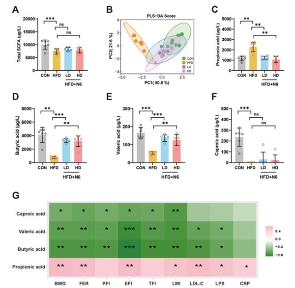 华大BGI-N6研究成果揭晓：多维度破解肥胖代谢难题 