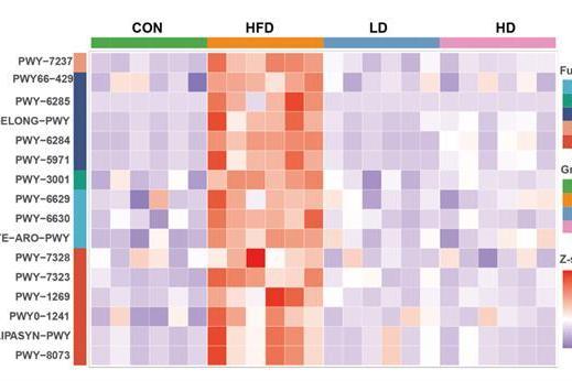 华大BGI-N6研究成果揭晓：多维度破解肥胖代谢难题 