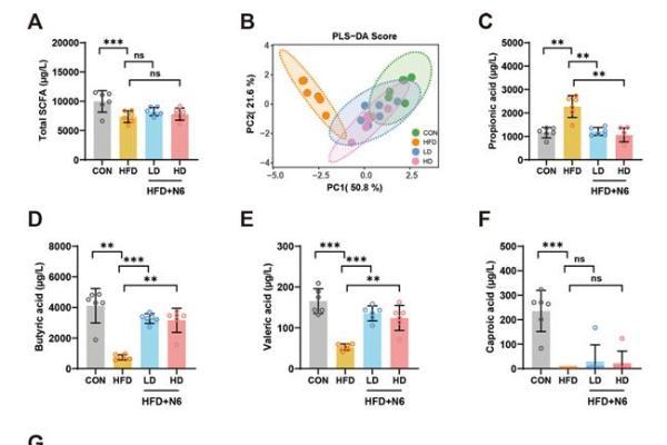 华大BGI-N6研究成果揭晓：多维度破解肥胖代谢难题 
