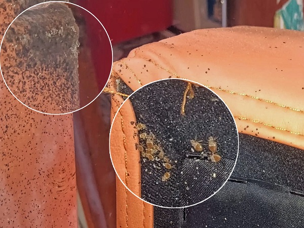 破解床虱防治难题!王德森专访:物理防治才是城市害虫治理关键 