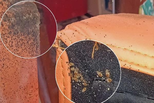 破解床虱防治难题!王德森专访:物理防治才是城市害虫治理关键 