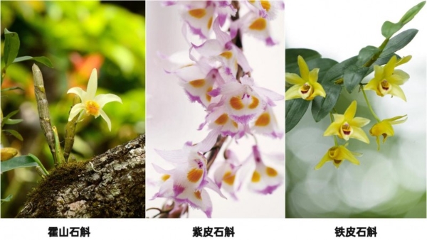 三八妇女节：研究了上万份女性购物清单后，紫皮石斛才是“爱你老己”的首选？ 