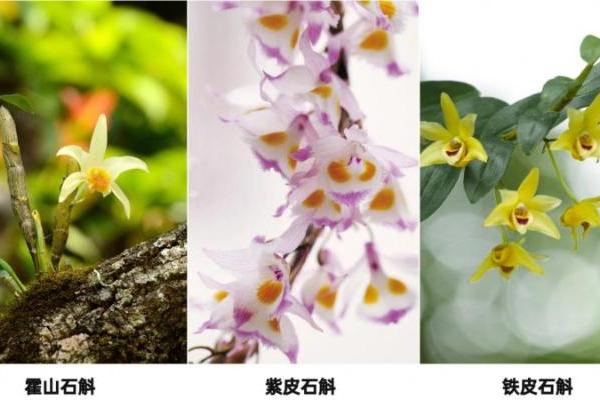 三八妇女节：研究了上万份女性购物清单后，紫皮石斛才是“爱你老己”的首选？ 