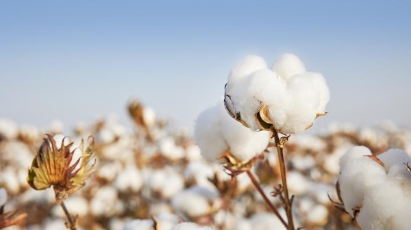 全棉时代棉柔巾，100%棉带来100%安心 