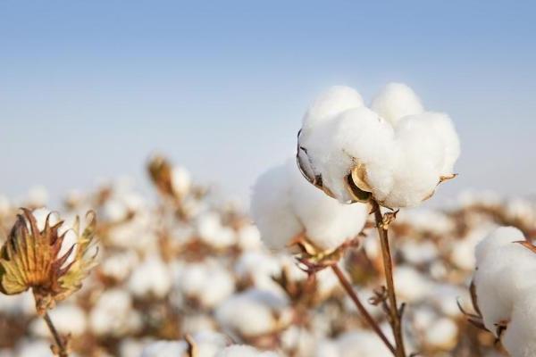 全棉时代棉柔巾，100%棉带来100%安心 