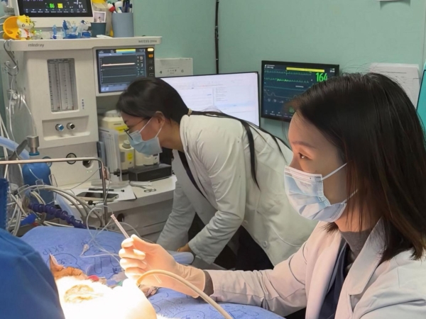 新瑞鹏集团上海顽皮家族虹桥总院罕见病例突破！巨型肾囊肿猫咪获微创救治 