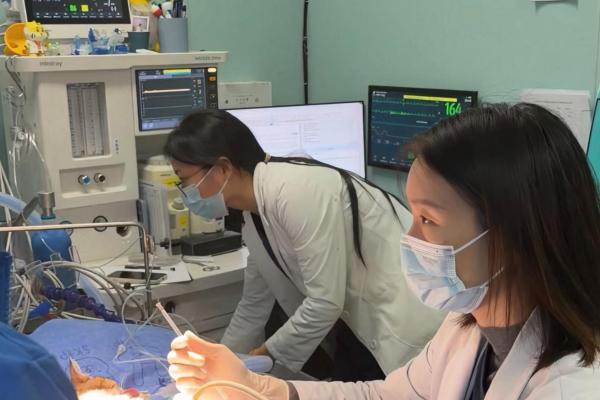 新瑞鹏集团上海顽皮家族虹桥总院罕见病例突破！巨型肾囊肿猫咪获微创救治 