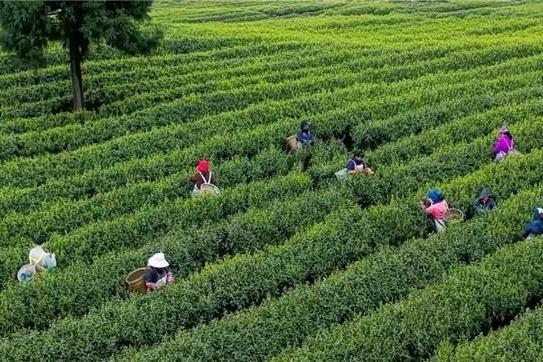 顺丰将揽收点扎进茶山，护航早春茶送到家