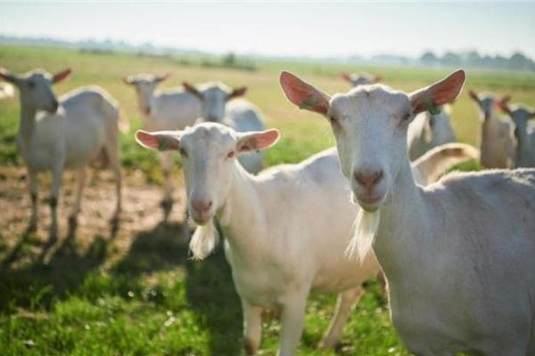 适合过敏体质喝的奶粉哪款好？这几款更适合小敏感宝宝 